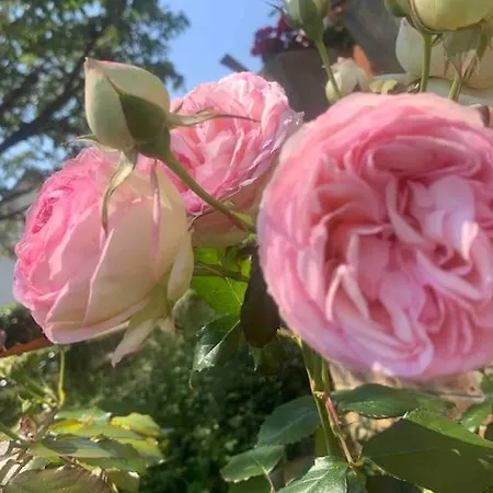 Maison Des Larris - Proche Aeroport - Navette Gare Holiday home