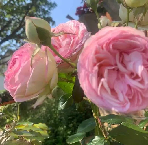 Maison Des Larris - Proche Aeroport - Navette Gare Holiday home